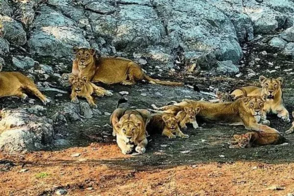 India’s lion population rises by a third | India News 1747822968 Photo