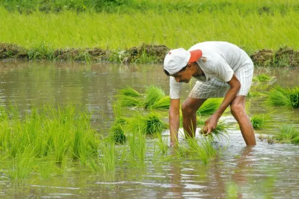 Hero MotoCorp, Coromandel to Emami: Experts bullish on these stocks on early monsoon arrival 3 0 59476884 Farmer KzmH 621x414 LiveMint 0 1679806856756 1749123121038