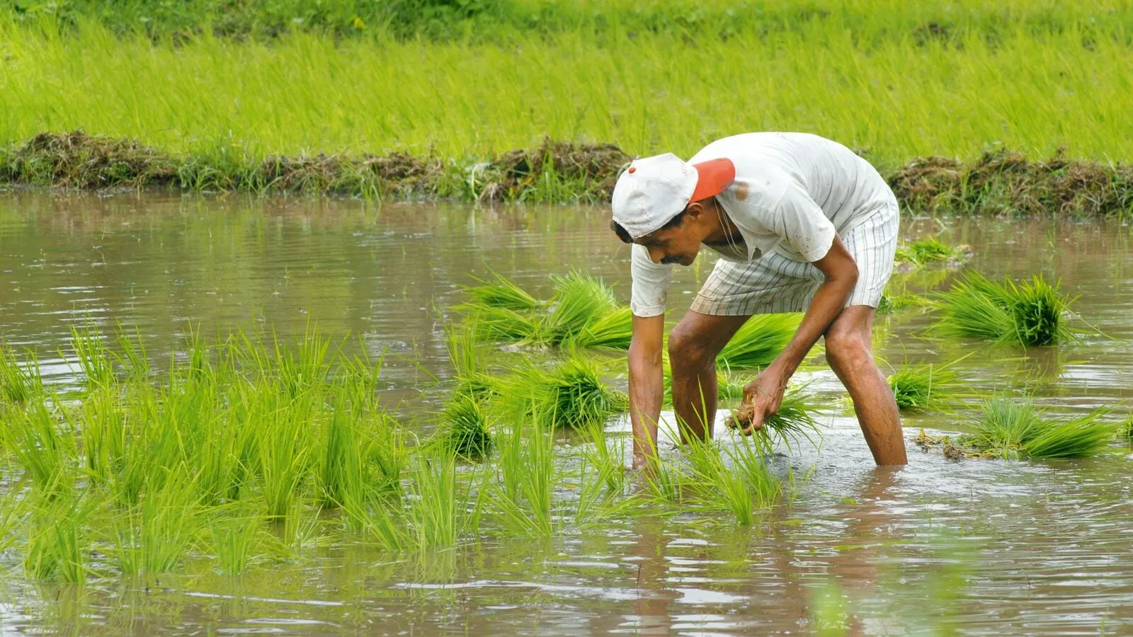 3 0 59476884 Farmer KzmH 621x414 LiveMint 0 1679806856756 1749123121038
